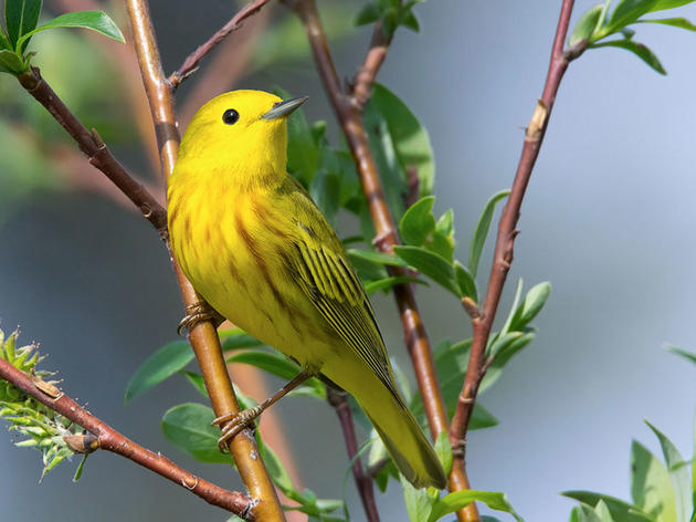 A Guide to Luring Warblers, Tanagers, Orioles, and Grosbeaks to Your Yard