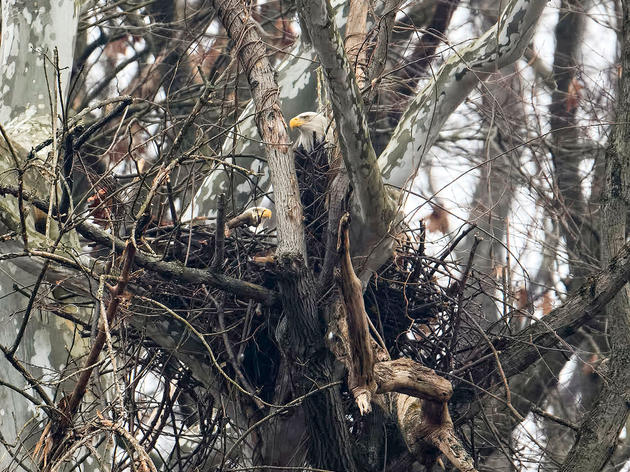 Pittsburgh’s Famous Bald Eagles Lost Their Nest Tree, But They Aren't Giving Up 