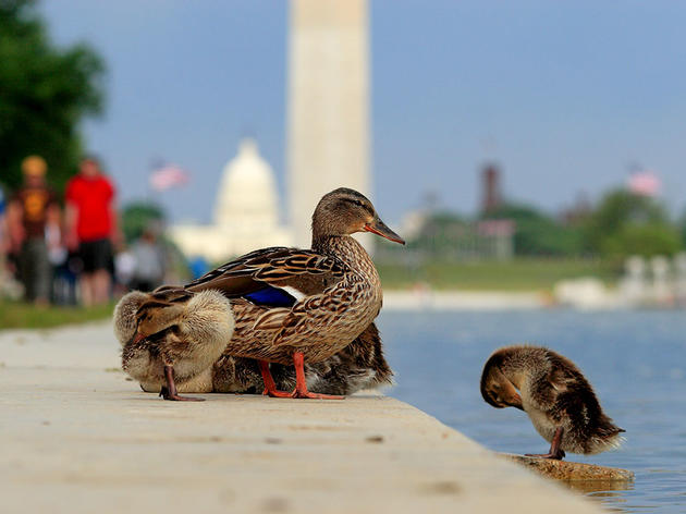 After Dozens of Duck Deaths, the Lincoln Memorial Reflecting Pool Gets Drained 