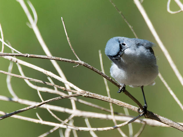 BuzzFeed Asked a Bunch of Bird Questions—and We Answered 