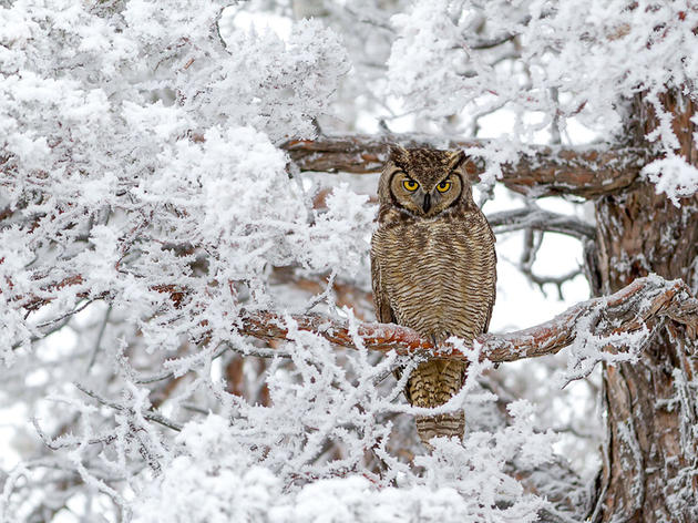 How to Help Owls and Other Raptors After Snowstorms