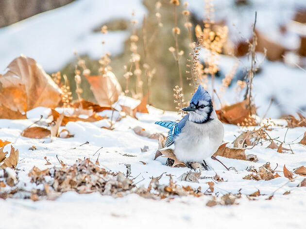 To Help Birds This Winter, Go Easy on Fall Yard Work 