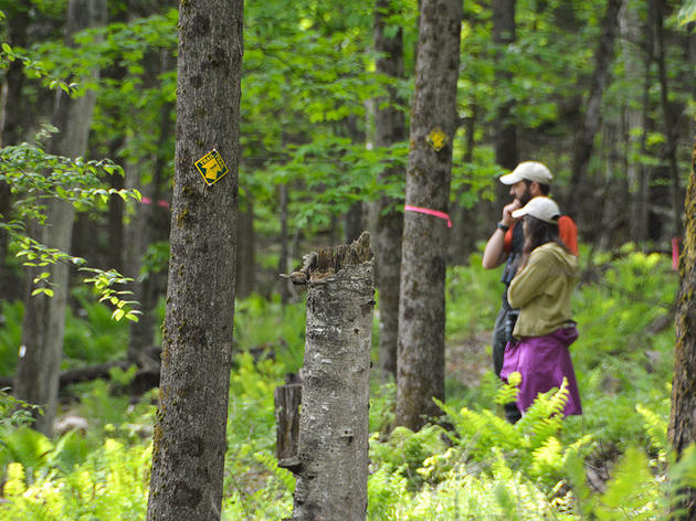 With Songbird Populations Declining, Vermont Seeks to Keep Its Forests Intact 