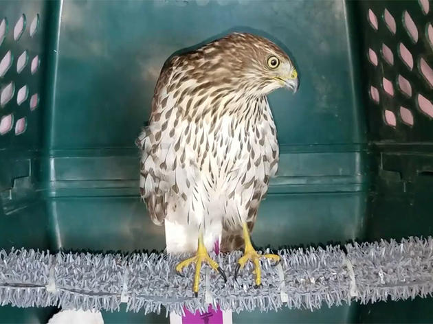 The Story of Harvey, a Cooper’s Hawk Rescued in Houston During the Hurricane      