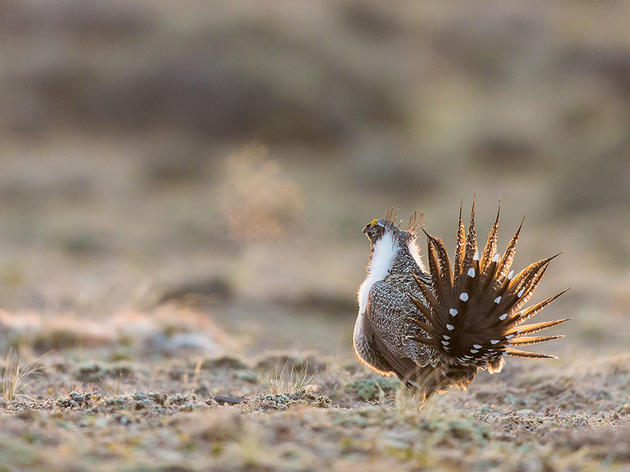 Proposed Budget Cuts Signal First Attack on Current Sage-Grouse Protection Plan 