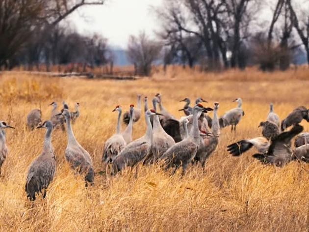 Watch Thousands of Sandhill Cranes Lift Off From the Platte River at Sunrise