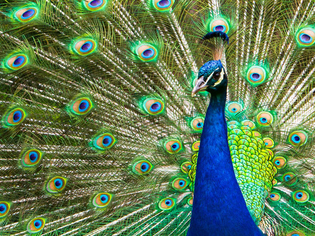 The Peacock's 'Tuneful' Tail Feathers 
