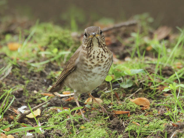 A Songbird for Mountaineers