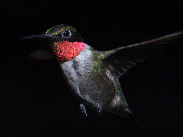 A Hummingbird's Shining Armor