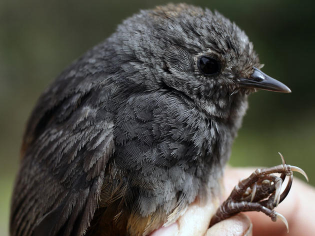 New South American Bird Species Discovered in Old Museum Drawer
