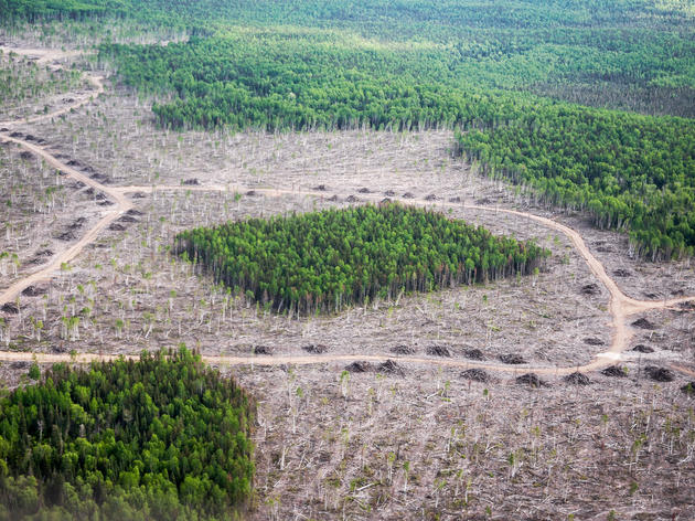 Global Study Reveals the Extent of Habitat Fragmentation
