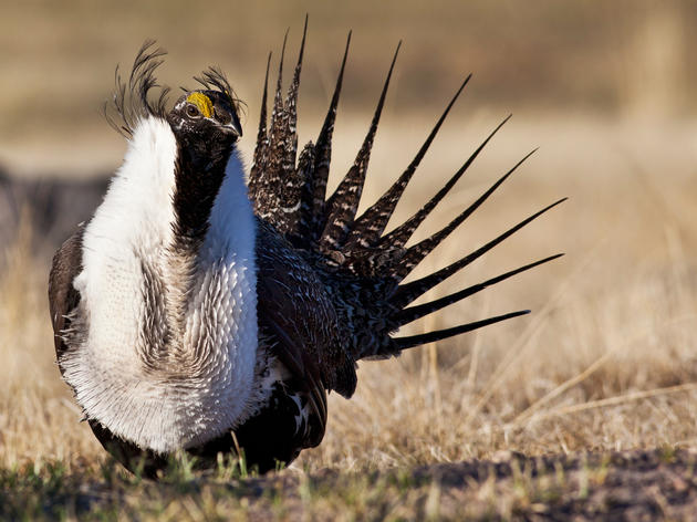 As Sage-Grouse Decision Looms, West Holds Its Breath