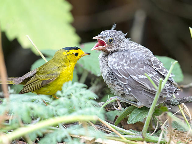 How Does a Cowbird Learn To Be a Cowbird?