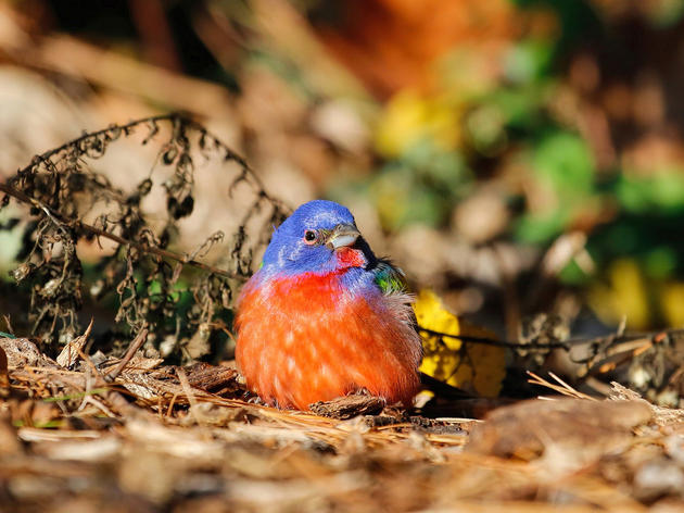 What Became Of Brooklyn’s Painted Bunting?