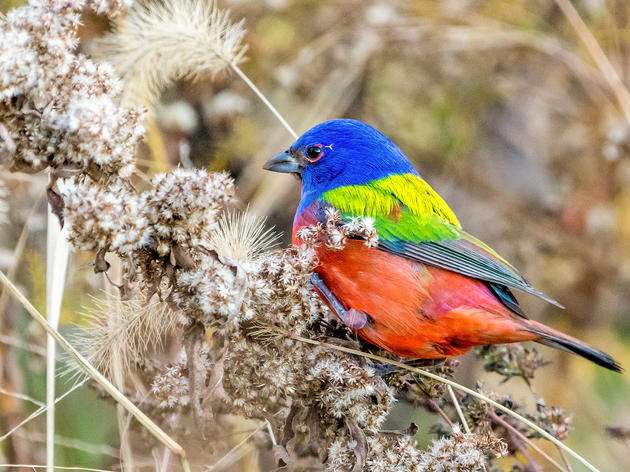 Why a Painted Bunting Landed in Brooklyn