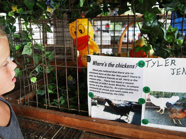 The 4-H Show Will Go On (Minus the Chickens)
