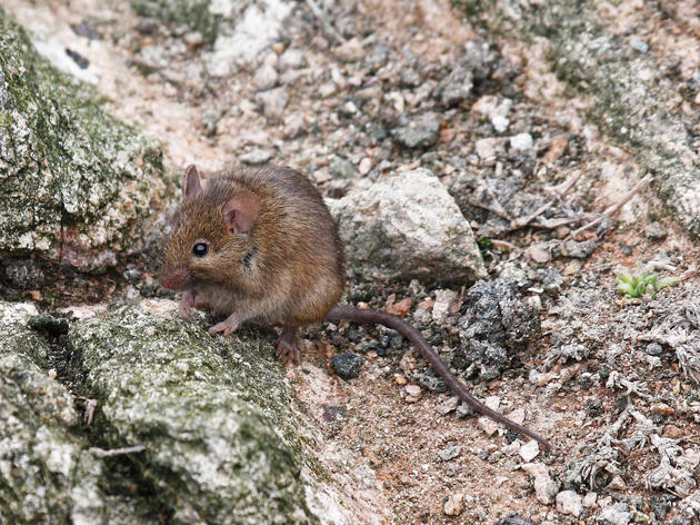 Mouse Off 