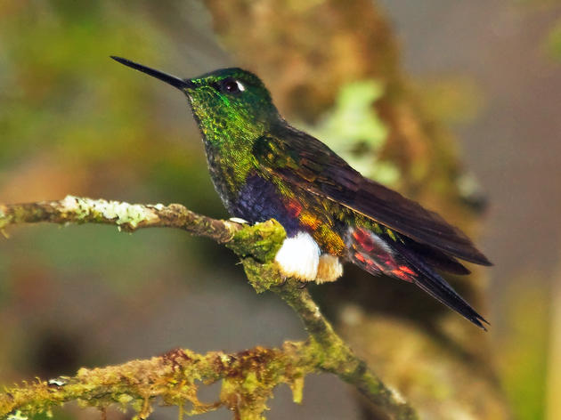 The Tales Behind eBird’s Most Extraordinary Finds