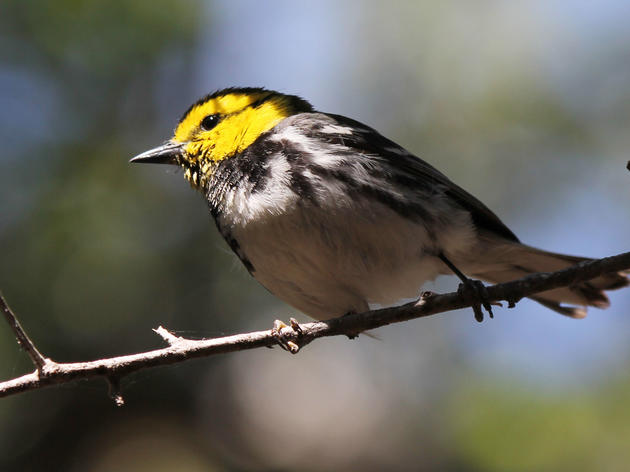 Why the Golden-cheeked Warbler Must Stay Listed