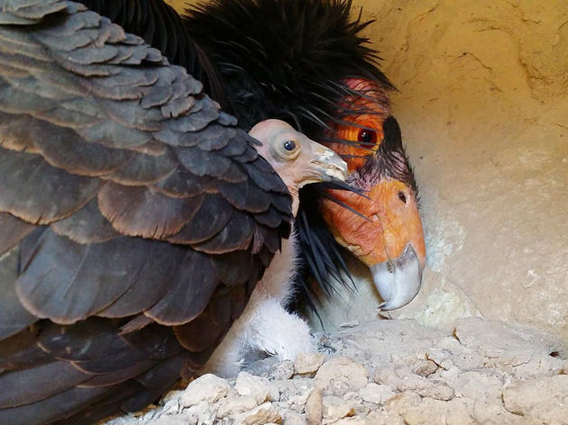 California Condors Achieve a Happy New Milestone