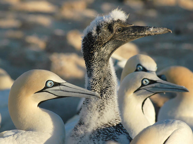Overfishing Starves Seabirds—Here's How to Fish Responsibly