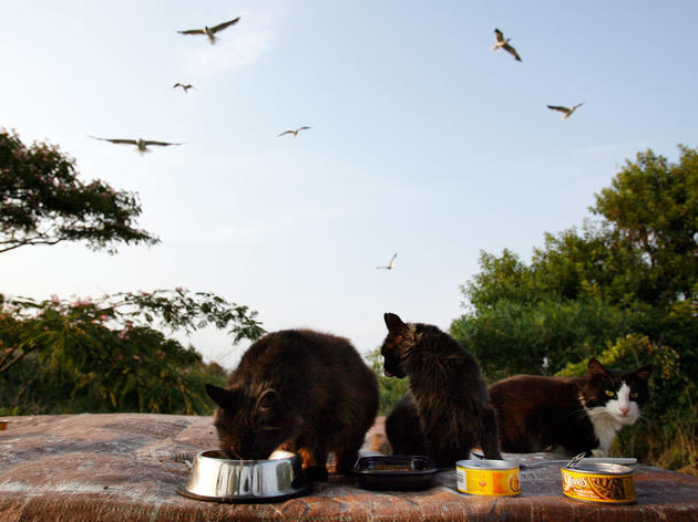Audubon New York Rallies Support Against TNR Legislation