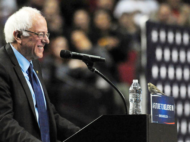 Is This House Finch Feeling The Bern?