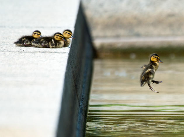 The Chance Heroism of the Tampa Bay Duckling Savior