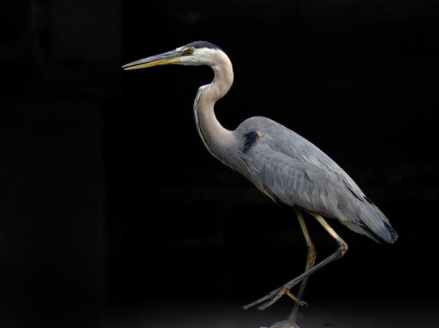 30 Herons Found Dead at Alberta Mining Site