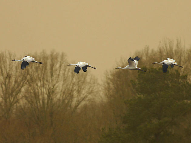 In New Plan, Baby Whooping Cranes to Be Led by Parents, Not Planes