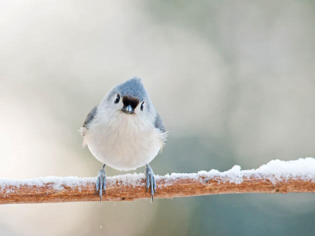 Dame refugio: ¿Cómo sobreviven las aves a una tormenta de nieve?