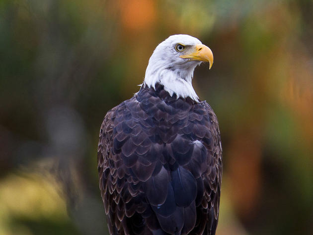 Two Brothers and a Bald Eagle: Epic Selfie or Epic Fail?