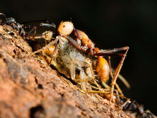 What's an Antbird Without an Ant?