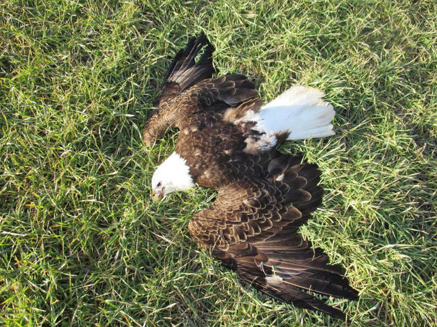 Why Were 13 Bald Eagles Found Dead in Maryland? 