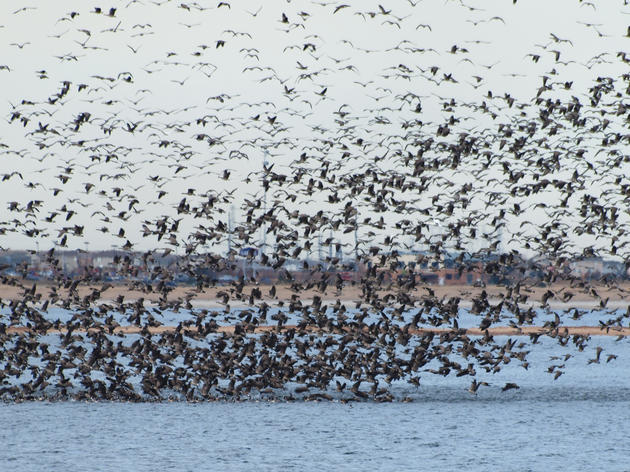GooseBuster to the Rescue: How to Get Rid of Canada Geese