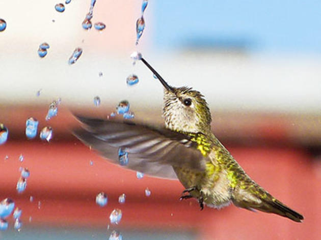 How to Get Hummingbirds to Come to Your City