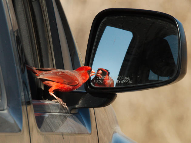 Birds Don’t Like (Fake) Traffic