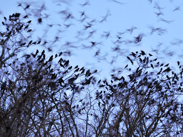 How to Stop a Murder of Crows (Hint: Throw Them a Giant Party)