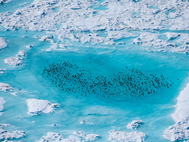 Shell Halts Arctic Drilling