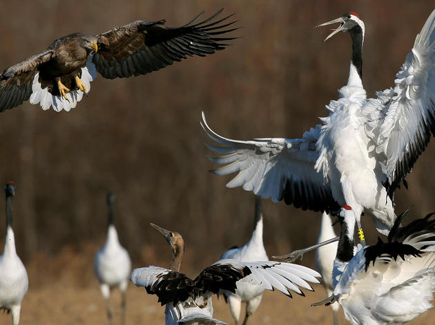 David vs. Goliath, Bird Edition