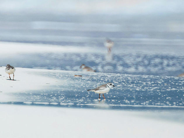 What The Last Ice Age Tells Us About Protecting Birds from Climate Change Now