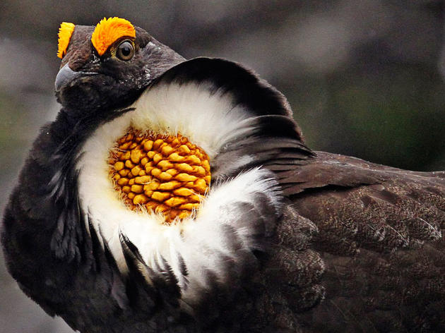 6 Fowl That Are Not to Be Forgotten