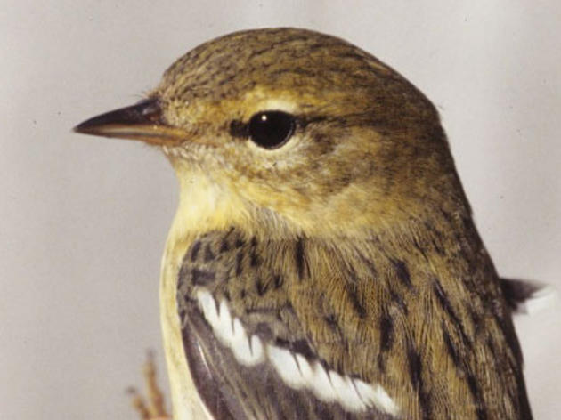 The Blackpoll Warbler: Tiny Bird, Amazing Migrator