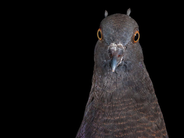 Can Pigeons Really Diagnose Cancer?