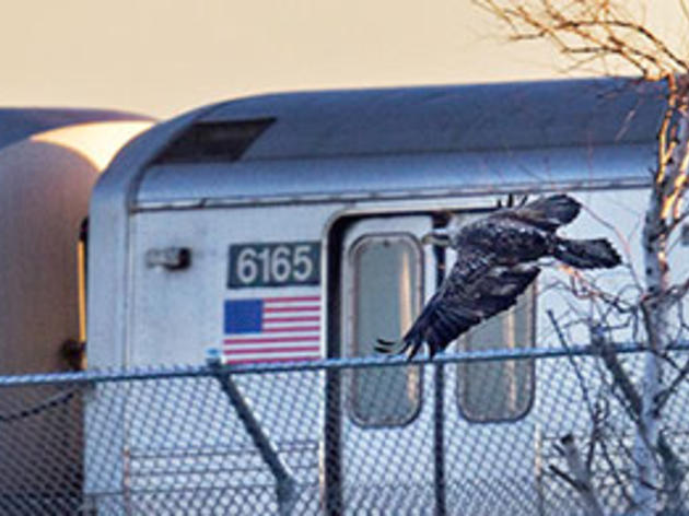 The New Normal: Bald Eagles in the Big City
