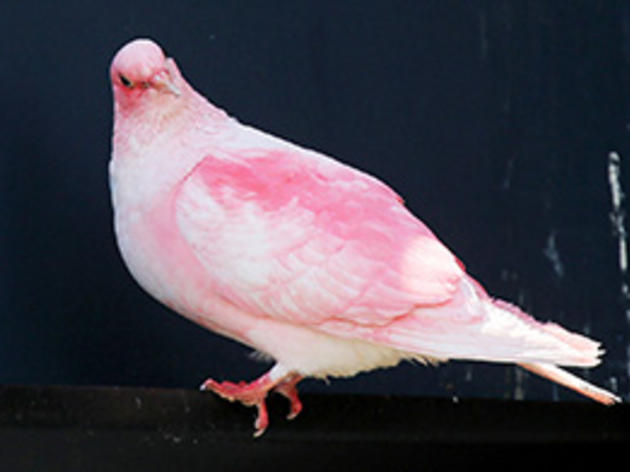 Why Are Some of England’s Pigeons Pink?