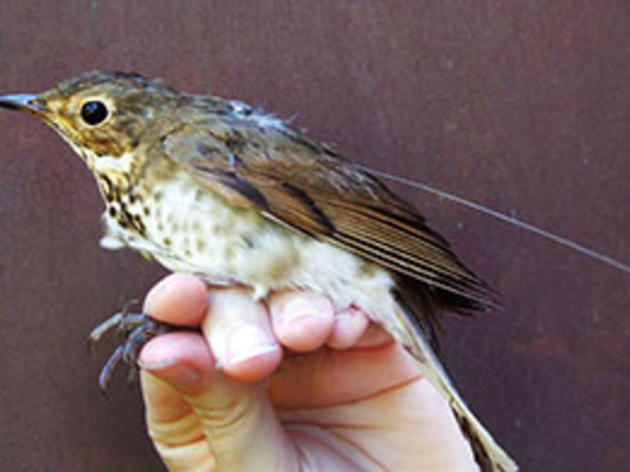 Chasing Birds Across the Country…for Science