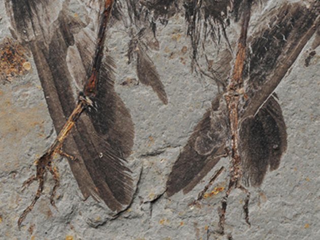 Ancient Chinese Fossil Linked to Modern Birds