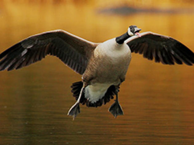Confessions of a Goose-Puncher