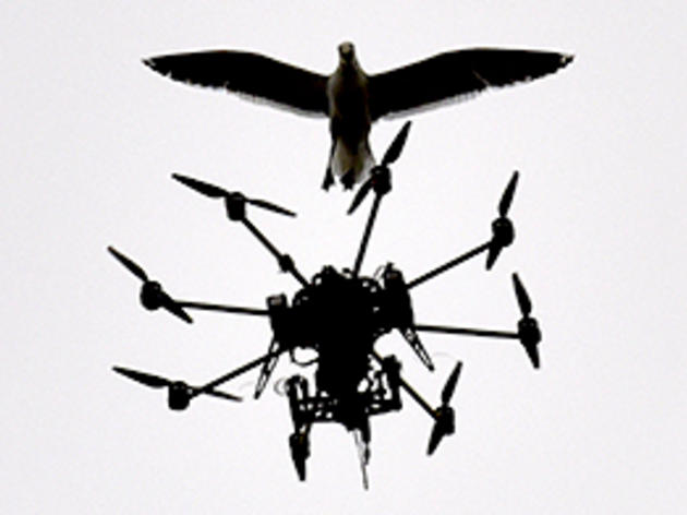 8 Ways to Keep Birds from Colliding with Drones